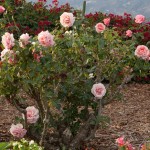 Santa Barbara Rose Garden Design