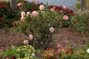 Santa Barbara Rose Garden Care