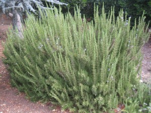 Herb Garden  - Rosemary